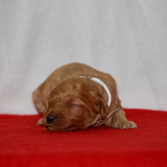 chiot Caniche Fauve Anastasia Elevage zadatis  caniche , teckel