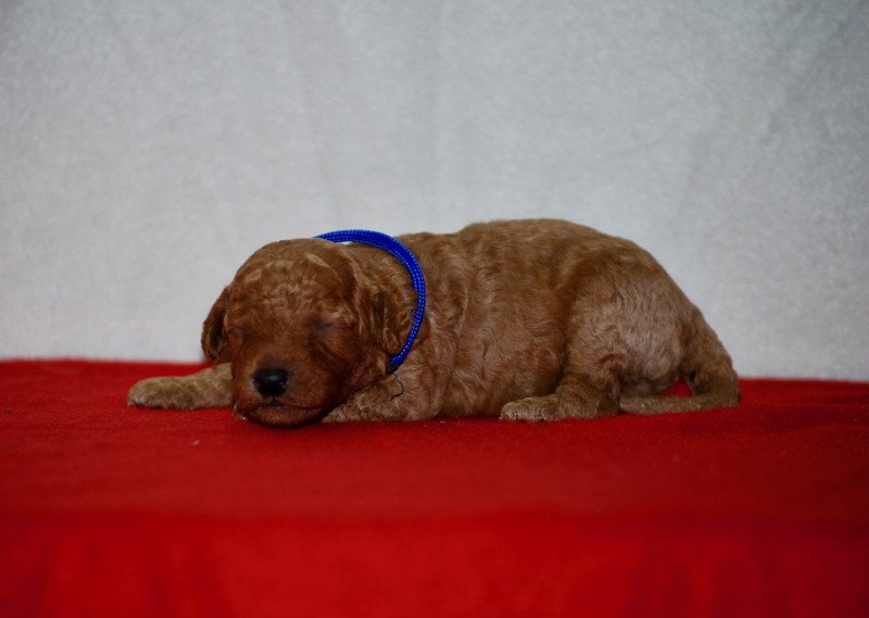 ZADATIS Arthur Mâle Caniche ZADATIS Arthur Mâle Caniche