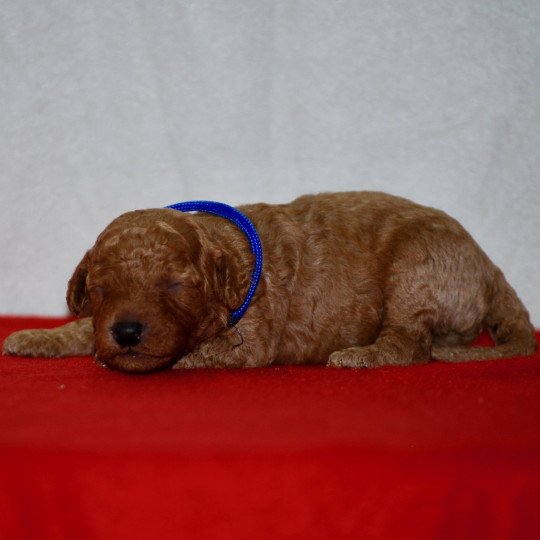 ZADATIS Arthur Mâle Caniche
