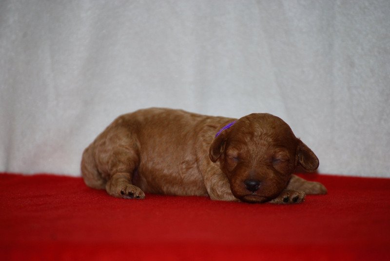 ZADATIS Aneth Femelle Caniche ZADATIS Aneth Femelle Caniche