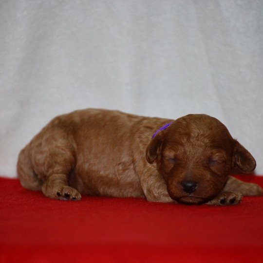 ZADATIS Ambre aurore Femelle Caniche