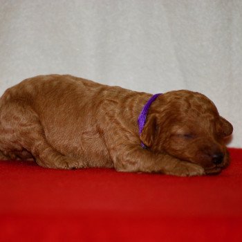 chiot Caniche Fauve Aneth Elevage zadatis  caniche , teckel chiot Caniche Fauve Aneth Elevage zadatis  caniche , teckel