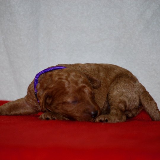 chiot Caniche Fauve Aneth Elevage zadatis  caniche , teckel