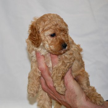 chiot Caniche Abricot Anika Elevage zadatis caniche , teckel chiot Caniche Abricot Anika Elevage zadatis caniche , teckel