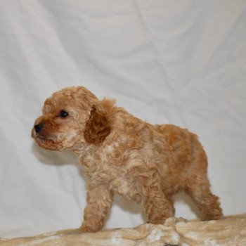 chiot Caniche Abricot Anika Elevage zadatis caniche , teckel chiot Caniche Abricot Anika Elevage zadatis caniche , teckel