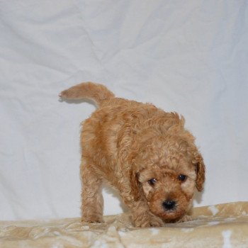 chiot Caniche Abricot Anika Elevage zadatis caniche , teckel chiot Caniche Abricot Anika Elevage zadatis caniche , teckel