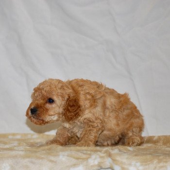 chiot Caniche Abricot Anika Elevage zadatis caniche , teckel chiot Caniche Abricot Anika Elevage zadatis caniche , teckel