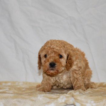 chiot Caniche Abricot Anika Elevage zadatis caniche , teckel chiot Caniche Abricot Anika Elevage zadatis caniche , teckel