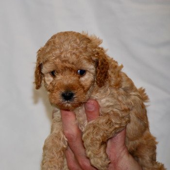 chiot Caniche Abricot Anika Elevage zadatis caniche , teckel chiot Caniche Abricot Anika Elevage zadatis caniche , teckel