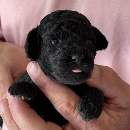 ZADATIS Anola Femelle Caniche