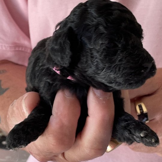 chiot Caniche Noire Anola Elevage zadatis  caniche , teckel