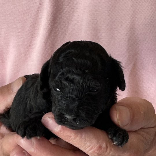 chiot Caniche Noire Anola Elevage zadatis  caniche , teckel