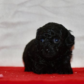 chiot Caniche Noire Anola Elevage zadatis caniche , teckel chiot Caniche Noire Anola Elevage zadatis caniche , teckel
