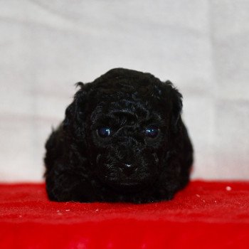 chiot Caniche Noire Anola Elevage zadatis caniche , teckel chiot Caniche Noire Anola Elevage zadatis caniche , teckel