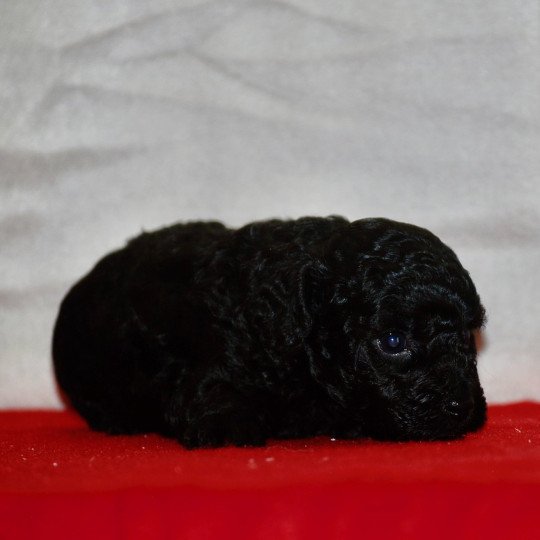 chiot Caniche Noire Anola Elevage zadatis  caniche , teckel