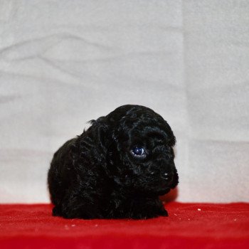 chiot Caniche Noire Anola Elevage zadatis caniche , teckel chiot Caniche Noire Anola Elevage zadatis caniche , teckel