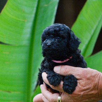 chiot Caniche Noire Anola Elevage zadatis caniche , teckel chiot Caniche Noire Anola Elevage zadatis caniche , teckel