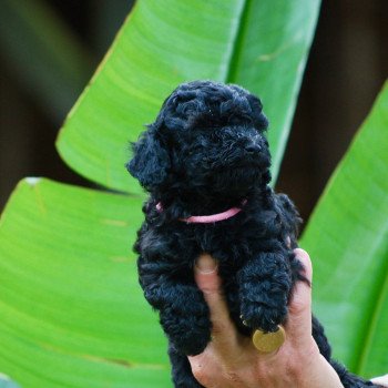 chiot Caniche Noire Anola Elevage zadatis caniche , teckel chiot Caniche Noire Anola Elevage zadatis caniche , teckel