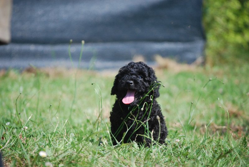 ZADATIS Anola Femelle Caniche
