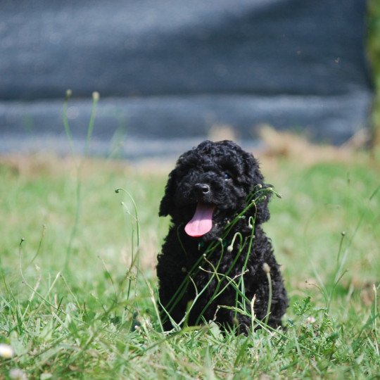chiot Caniche Noire Anola Elevage zadatis  caniche , teckel