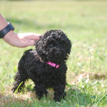 chiot Caniche Noire Anola Elevage zadatis caniche , teckel chiot Caniche Noire Anola Elevage zadatis caniche , teckel
