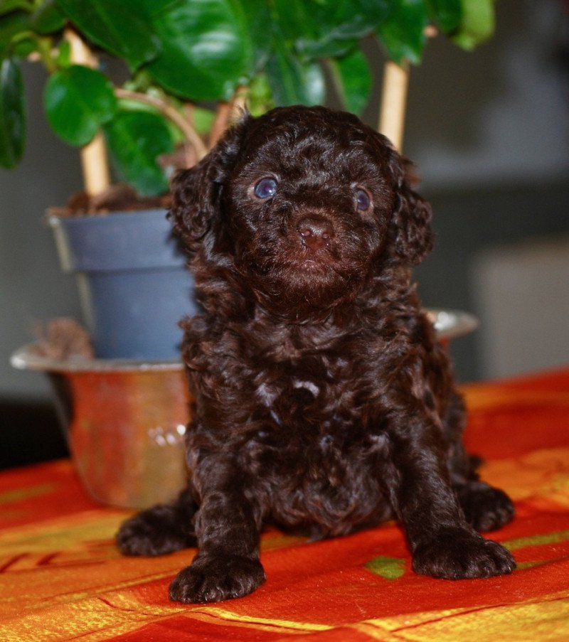 ZADATIS Azulo Mâle Caniche