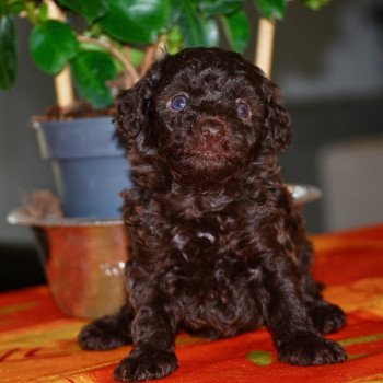 chiot Caniche Chocolat Azulo Elevage zadatis caniche , teckel chiot Caniche Chocolat Azulo Elevage zadatis caniche , teckel