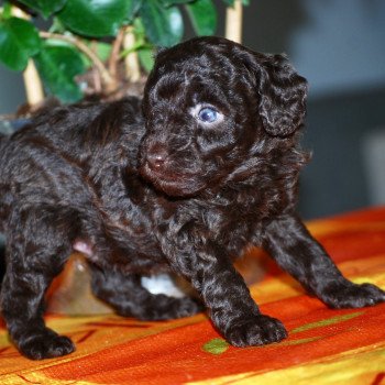 chiot Caniche Chocolat Azulo Elevage zadatis caniche , teckel chiot Caniche Chocolat Azulo Elevage zadatis caniche , teckel