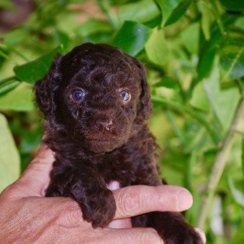 chiot Caniche Chocolat Azulo Elevage zadatis caniche , teckel chiot Caniche Chocolat Azulo Elevage zadatis caniche , teckel