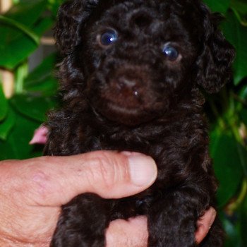 chiot Caniche Chocolat Azulo Elevage zadatis caniche , teckel chiot Caniche Chocolat Azulo Elevage zadatis caniche , teckel