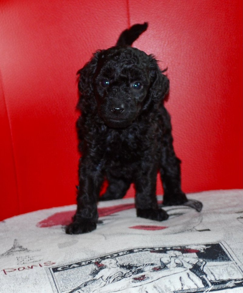 ZADATIS Apow Mâle Caniche