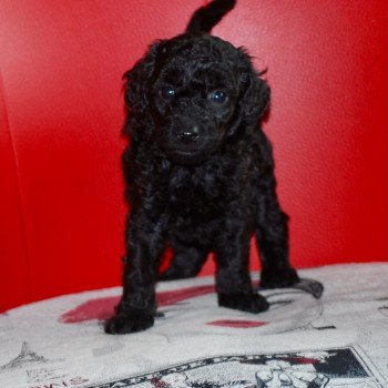 chiot Caniche Noir Apow Elevage zadatis caniche , teckel chiot Caniche Noir Apow Elevage zadatis caniche , teckel
