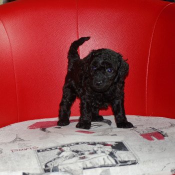 chiot Caniche Noir Apow Elevage zadatis caniche , teckel chiot Caniche Noir Apow Elevage zadatis caniche , teckel
