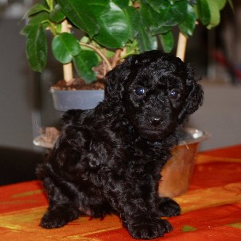 chiot Caniche Noir Apow Elevage zadatis caniche , teckel chiot Caniche Noir Apow Elevage zadatis caniche , teckel