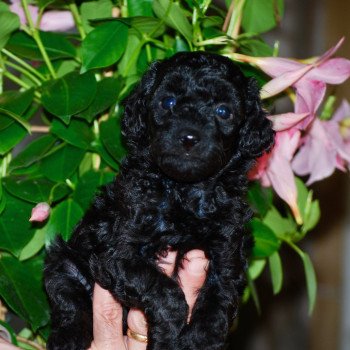 chiot Caniche Noir Apow Elevage zadatis caniche , teckel chiot Caniche Noir Apow Elevage zadatis caniche , teckel