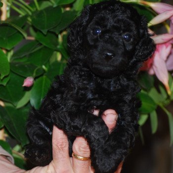 chiot Caniche Noir Apow Elevage zadatis caniche , teckel chiot Caniche Noir Apow Elevage zadatis caniche , teckel
