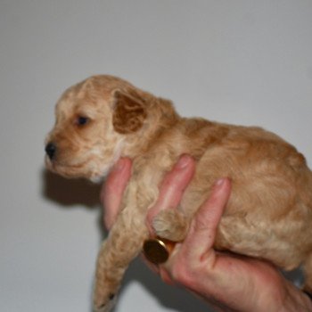 chiot Caniche Champagne April Elevage zadatis  caniche , teckel