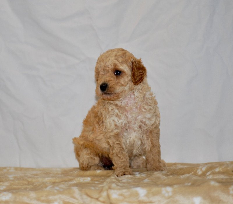 ZADATIS Arlette Femelle Caniche