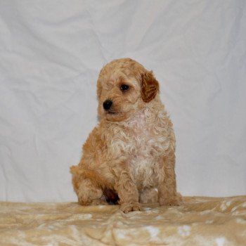 chiot Caniche Champagne April Elevage zadatis caniche , teckel chiot Caniche Champagne April Elevage zadatis caniche , teckel