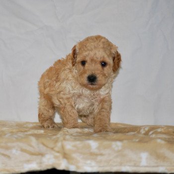 chiot Caniche Champagne April Elevage zadatis caniche , teckel chiot Caniche Champagne April Elevage zadatis caniche , teckel