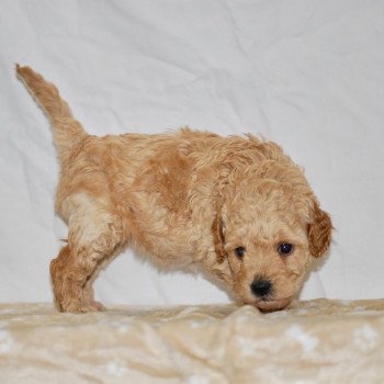 chiot Caniche Champagne April Elevage zadatis caniche , teckel chiot Caniche Champagne April Elevage zadatis caniche , teckel