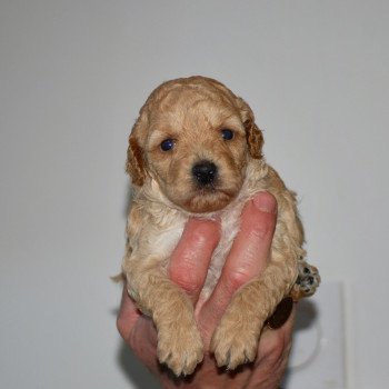 chiot Caniche Champagne April Elevage zadatis caniche , teckel chiot Caniche Champagne April Elevage zadatis caniche , teckel