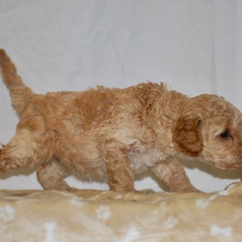 chiot Caniche Champagne April Elevage zadatis caniche , teckel chiot Caniche Champagne April Elevage zadatis caniche , teckel