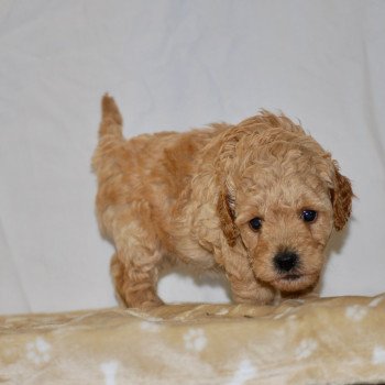 chiot Caniche Champagne April Elevage zadatis caniche , teckel chiot Caniche Champagne April Elevage zadatis caniche , teckel
