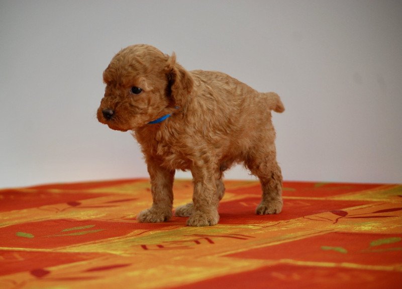 ZADATIS Archibald Mâle Caniche