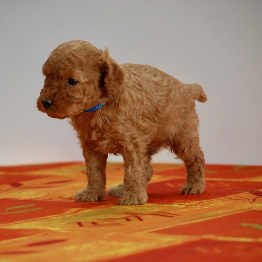 chiot Caniche Fauve Archibald Elevage zadatis  caniche , teckel