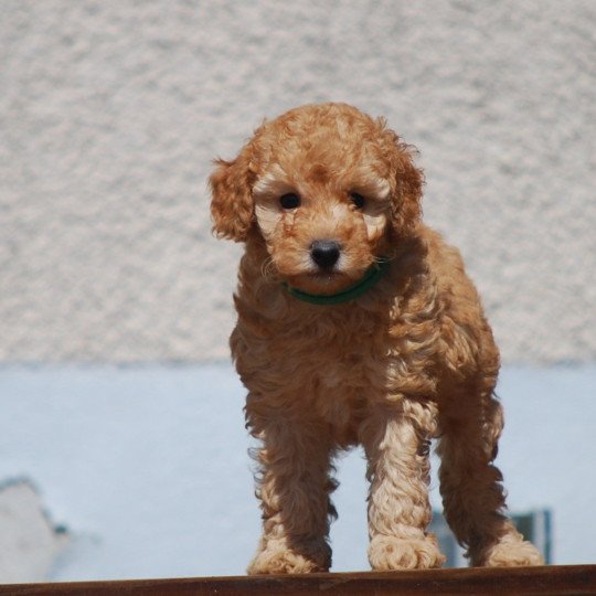 ZADATIS Archy Mâle Caniche