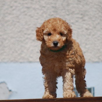 chiot Caniche Fauve Archimede Elevage zadatis caniche , teckel chiot Caniche Fauve Archimede Elevage zadatis caniche , teckel