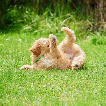 chiot Caniche Fauve Archy Elevage zadatis caniche , teckel chiot Caniche Fauve Archy Elevage zadatis caniche , teckel