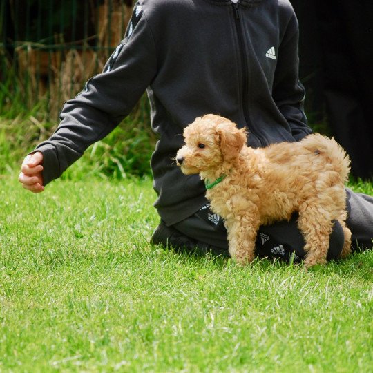 chiot Caniche Fauve Archy Elevage zadatis  caniche , teckel